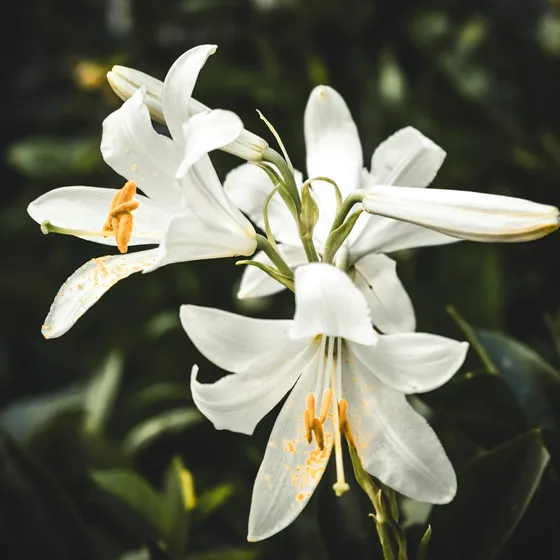 Peaceful Remembrance
