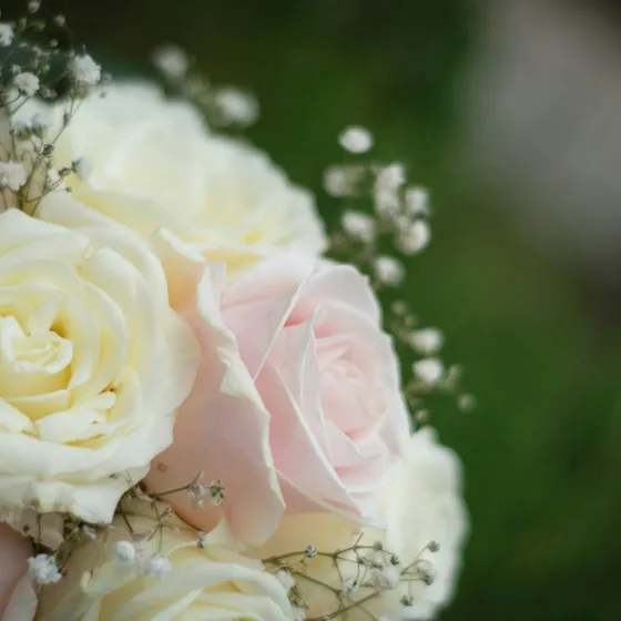 Rose Romance