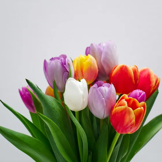 Tulip Morning